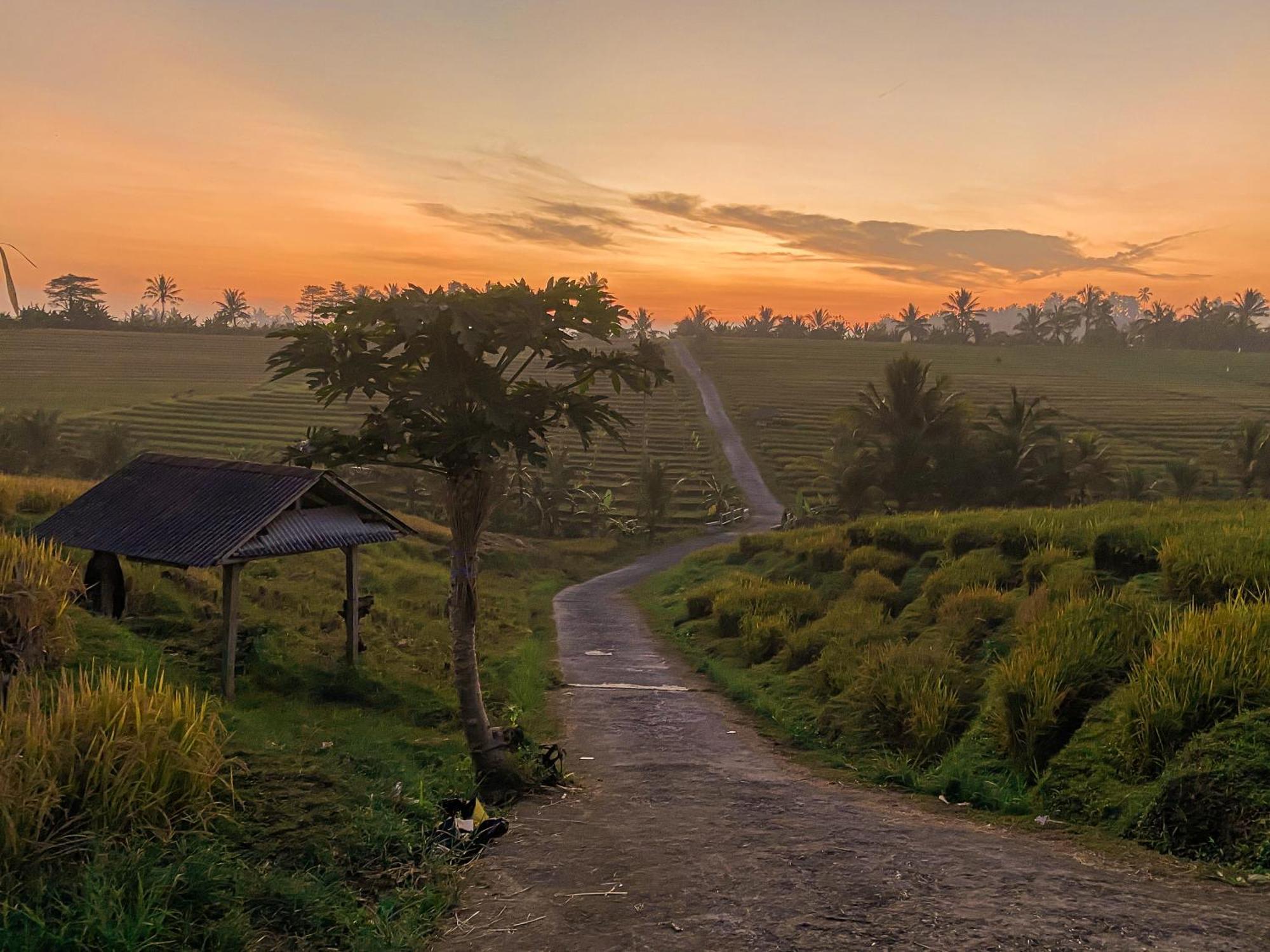 Bali Palms Daire Selemadeg Dış mekan fotoğraf