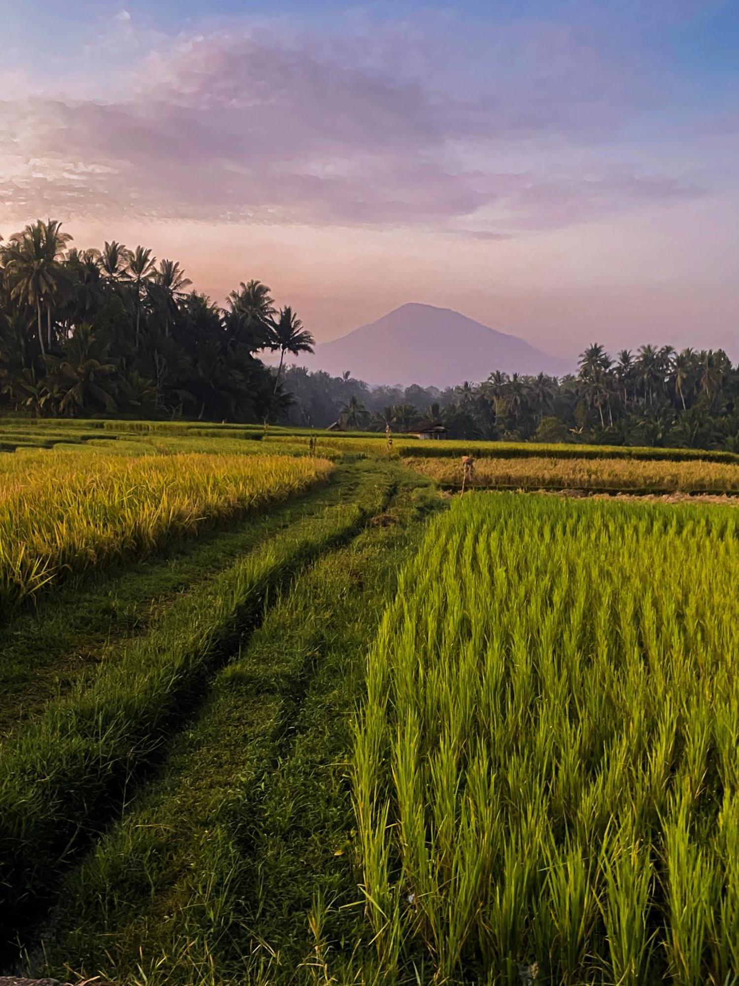 Bali Palms Daire Selemadeg Dış mekan fotoğraf